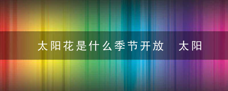 太阳花是什么季节开放 太阳花是哪个季节开放的呢